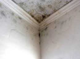 Forensic Mold Investigation in Superior, AZ